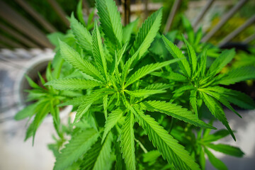 Cannabis Plant