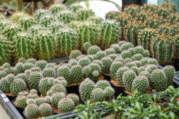 Vibrant indoor cactus garden a close-up view of nature's beauty a nursery collection © M21Perfect
