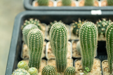 Cactus growth showcase greenhouse nature indoor close-up botanical beauty