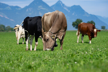Cow in fields. Cattle ranch. Sunny meadow with grazing cow. Herd of cows on a grassy meadow. Cattle...