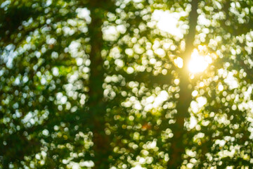 A soft green background with a natural blur effect. Summer foliage with bokeh. A fresh and vibrant green wallpaper. Blurred tree leaves backdrop. A bright and organic pattern of green light. Abstract