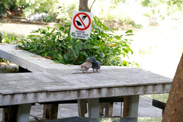 Closeup of Two gray pigeons are in love, they are kissing The concept of falling in love beauty in nature animal behavior in the garden at Thailand.