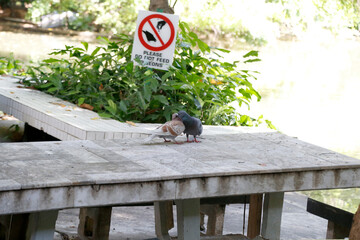 Closeup of Two gray pigeons are in love, they are kissing The concept of falling in love beauty in...