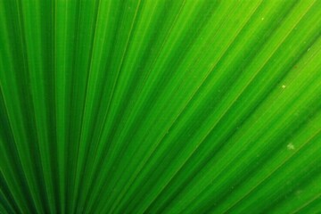 Palm fronds with vibrant green hues and delicate white veins, foliage, palm fronds, nature
