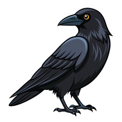 Raven isolated on white background