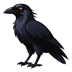 Raven isolated on white background