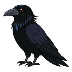 Raven isolated on white background
