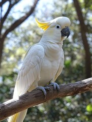 White cockatoo with yellow crest perched calmly in a clean studio setup surrounded by natural greenery