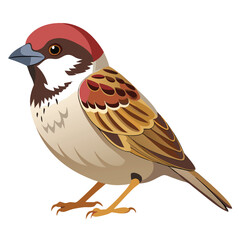 Sparrow isolated on white background