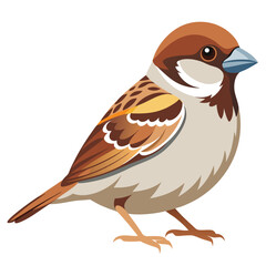 Sparrow isolated on white background