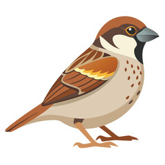 Sparrow isolated on white background