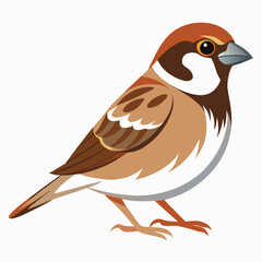 Sparrow isolated on white background
