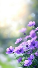 Fototapeta premium Purple flowers bokeh background delicate blooms natural light