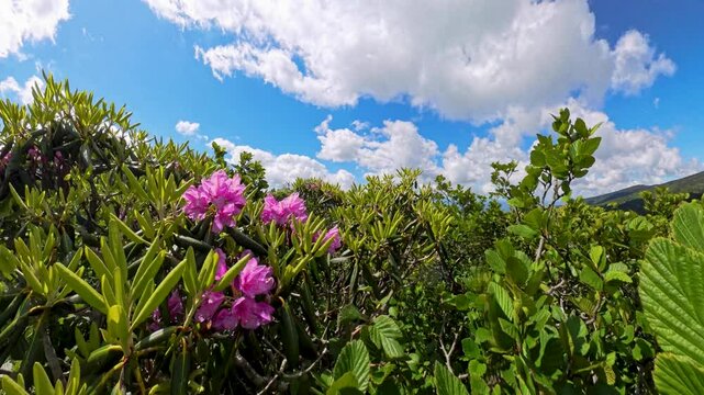 Close up of Swaying Rhododendron Blossoms along the Appalachian Trail