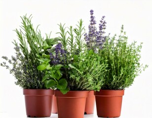 Fototapeta premium Rosemary, oregano, lavender, sage and thyme in pot. Creative layout with fresh potted herbs .