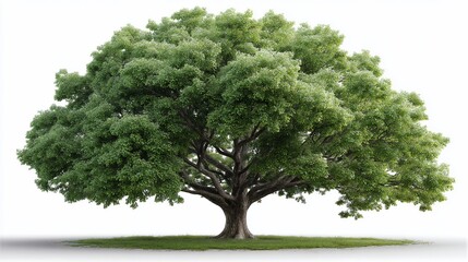 Fototapeta premium Lush, green, majestic tree isolated on white