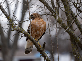 red tailed hawk in tree