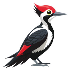 Woodpecker isolated on white background