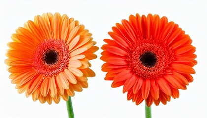 Two gerbera daisy flowers on white background