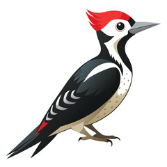 Woodpecker isolated on white background