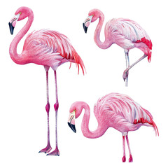 Obraz premium Pink Flamingos with Bird Poses, and White Background.