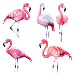Obraz premium Pink Flamingos with Various Poses.