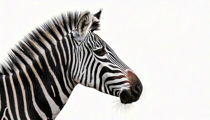 Zebra in front of a white background	
