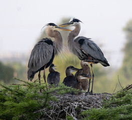 Obraz premium Great Blue Heron parents caring for chicks, following sunrise, in Cross Creek Ranch, Fulshear, Texas.