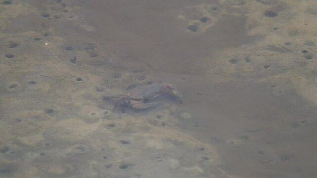 Giant mud crab, Scylla serrata, Queensland seafood coastal mangrove river wildlife, moving under water on tidal flat