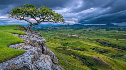 Fototapeta premium Majestic tree on a cliff overlooking a valley