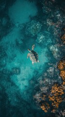 Obraz premium Aerial view of a sea turtle swimming in a vibrant turquoise sea.
