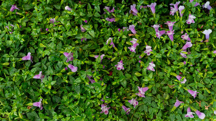 Above view of creeping foxglove or Asystasia gangetica flowers. amidst lush green foliage. The pale purple, trumpet-shaped blooms are scattered throughout the frame.