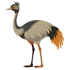 Obraz premium Cuckoo bird isolated on white background