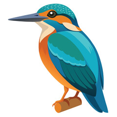 Kingfisher isolated on white background