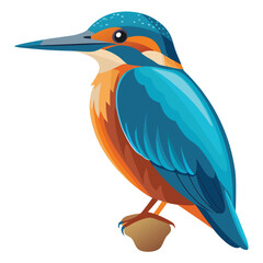 Kingfisher isolated on white background