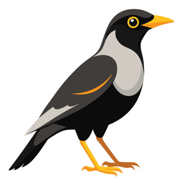 Myna bird isolated on white background