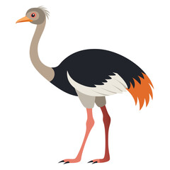 Ostrich bird isolated on white background