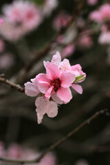 pink cherry blossom