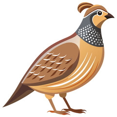 Quail bird isolated on white background