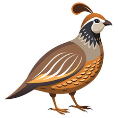 Quail bird isolated on white background