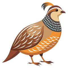 Quail bird isolated on white background