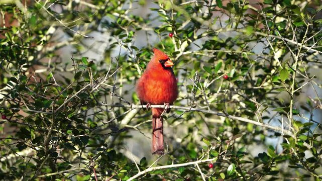 Close-Up: Bright Male Cardinal in Tree - Ambient Audio