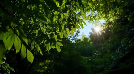 Fototapeta premium Sunbeams through Lush Summer Leaves.