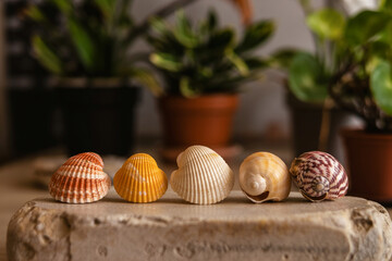 Assortment Of Seashells Resting On Stone Surface With Potted Plants In Background
