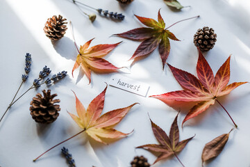Autumn Leaves With Pine Cones And Lavender On White Background Harvest Concept
