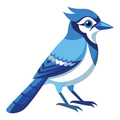 Blue Jay isolated on white background