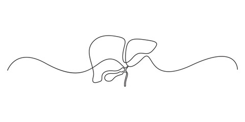 Continuous one line drawing of human liver organ vector illustration