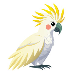 Cockatoo isolated on white background
