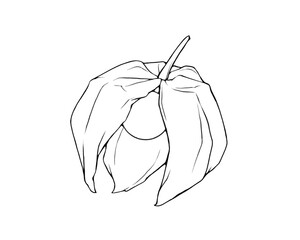 割れたホオズキのリアルな線画イラスト