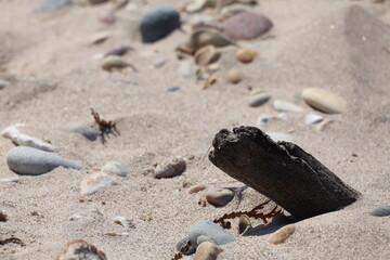 driftwood buried in the sand